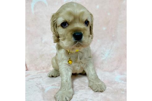 成約済の埼玉県のアメリカンコッカースパニエル-79324の2枚目